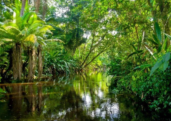 O INFERNO VERDE DO MEU AVÔ