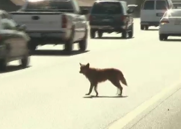 NILSINHO E O CÃO QUE MUDOU SUA VIDA